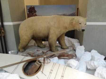 A polar bear shot by a Swiss hunter in 1907